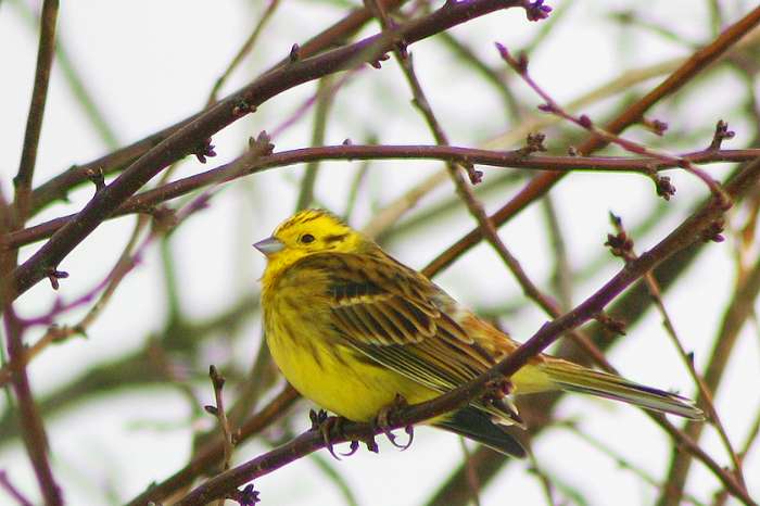 geelgors (emberiza citrinella) gezocht