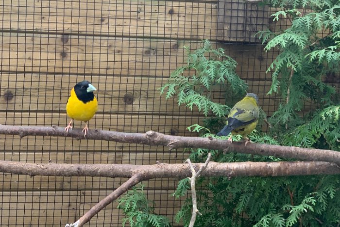gezocht koppel 1-1 affini appelvinken