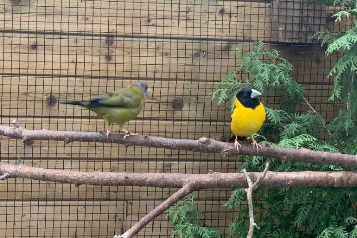 gezocht koppel 1-1 affini appelvinken