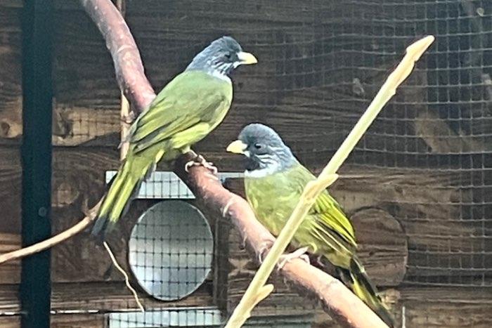 1-1 vinksnavel buulbuul