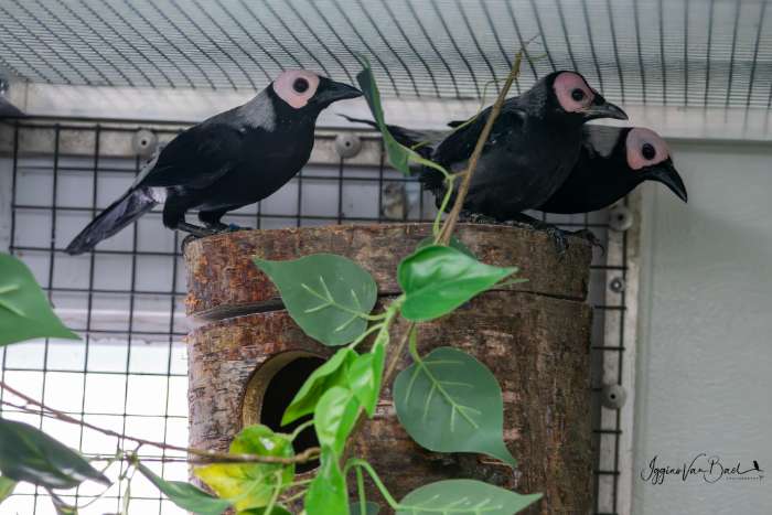 gezocht kwekers van de kaalkopspreeuw voor jongen te ruilen