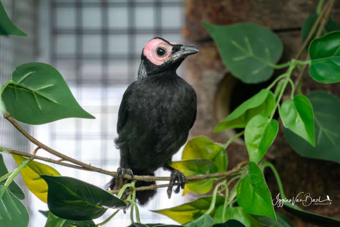 gezocht kwekers van de kaalkopspreeuw voor jongen te ruilen