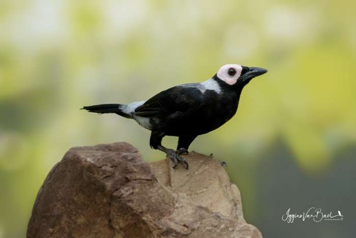 gezocht kwekers van de kaalkopspreeuw voor jongen te ruilen