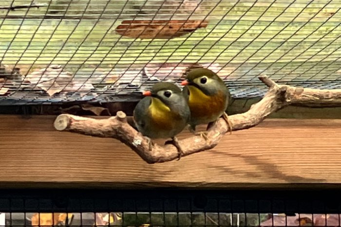 1-1 japanse nachtegalen