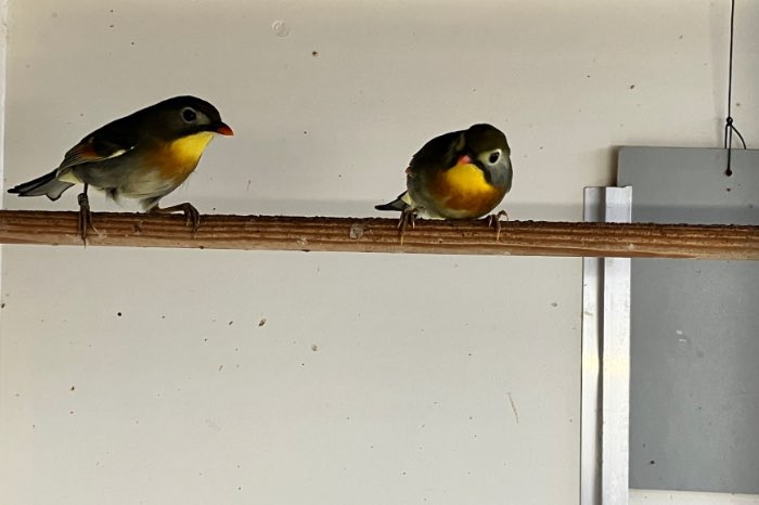 1-1 japanse nachtegalen