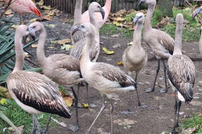 4-4 chileense flamingo (phoenicopterus chilensis) 2025