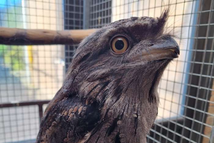 1-1 australische uilnachtzwaluw ( podargus strigoides )