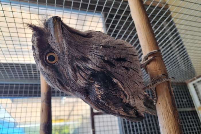 1-1 australische uilnachtzwaluw ( podargus strigoides )