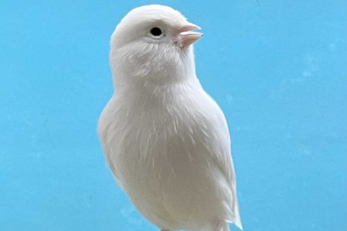 diverse kleuren topaas