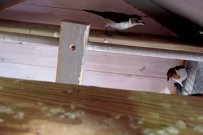 masker kardinaal koppel 2025