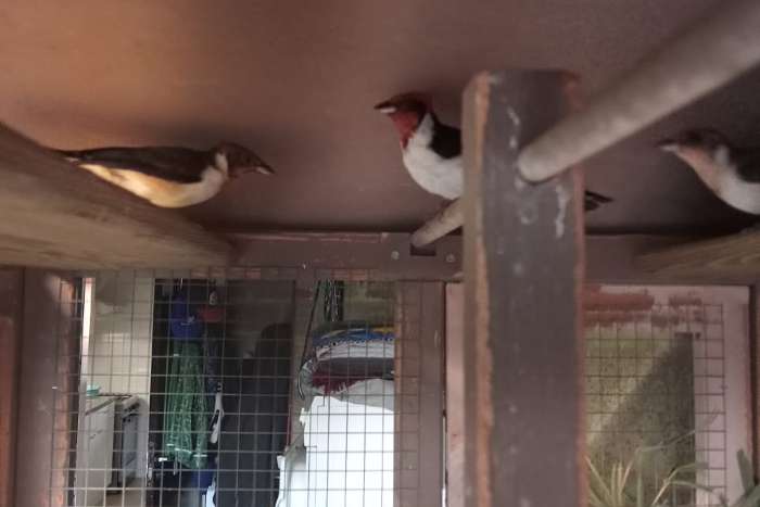 masker kardinaal koppel 2025