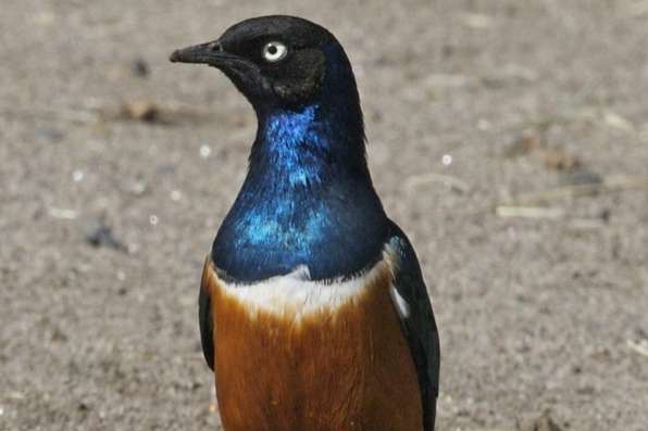 lamprotornis superbe en ordre de bague