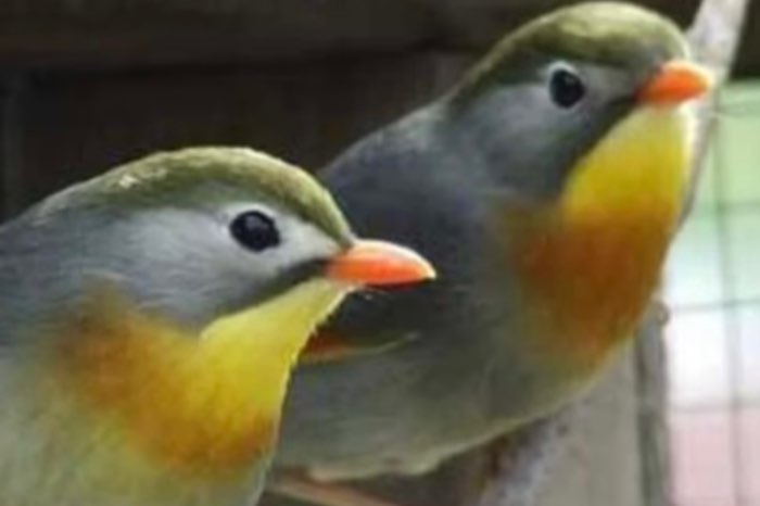 1-1 japanse nachtegalen