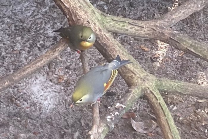 1-1 japanse nachtegalen