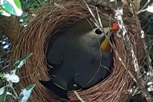 1-1 japanse nachtegalen