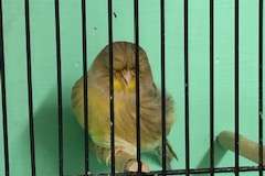 mooie kanaries glosters tt kwaliteit en andere