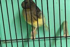 mooie kanaries glosters tt kwaliteit en andere