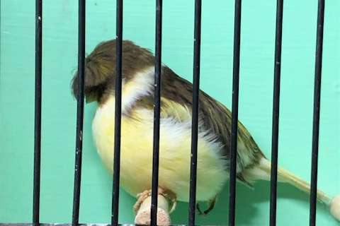 mooie kanaries glosters tt kwaliteit en andere