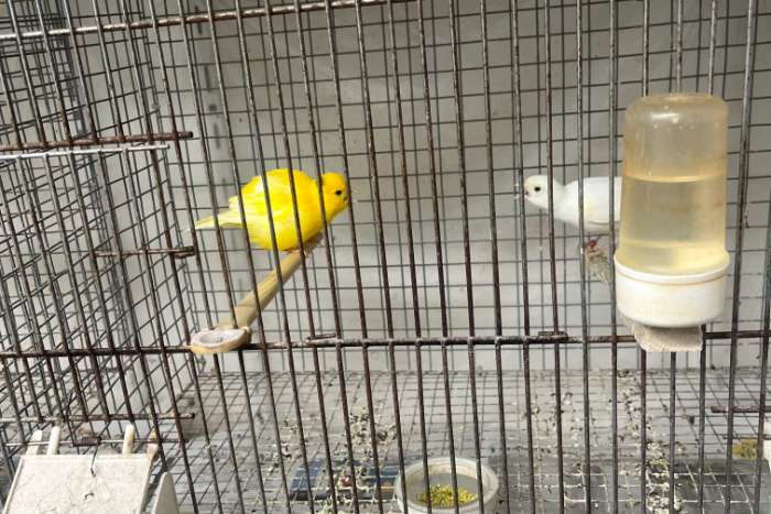 mooie kanaries fife fancy tt kwaliteit en andere