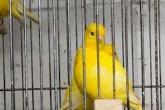 mooie kanaries fife fancy tt kwaliteit en andere