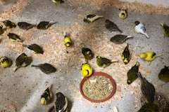 mooie kanaries fife fancy tt kwaliteit en andere