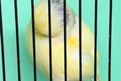 mooie kanarie norwich