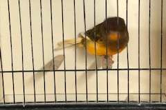 mooie kanarie norwich