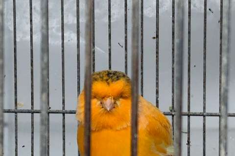 mooie kanarie norwich