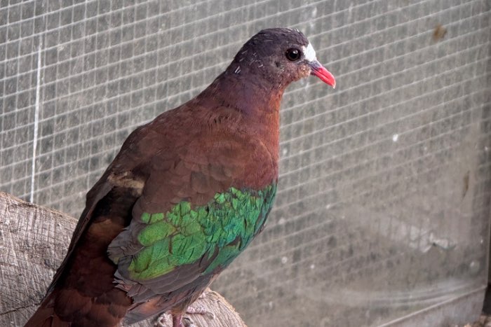 chalcophaps stephani male