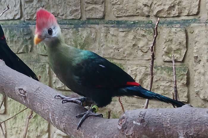 onverwant koppel roodkuiftoerako