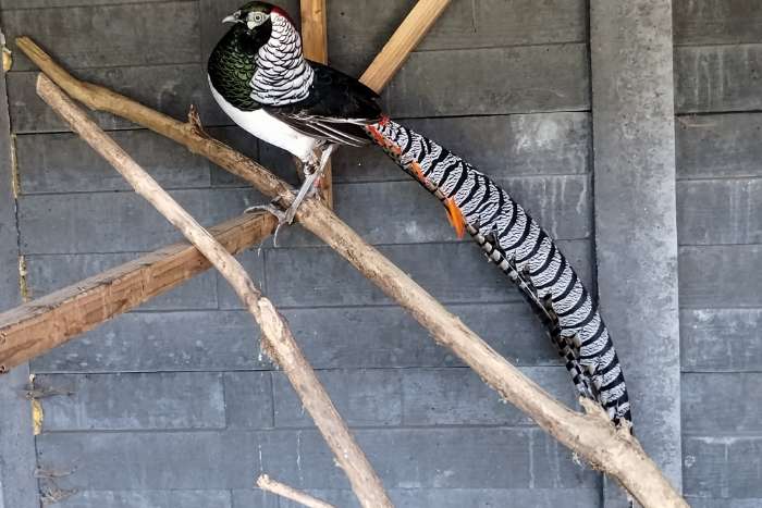 lady amherst fazanten te koop