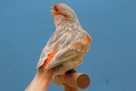 zwart opaal rood mozaïek