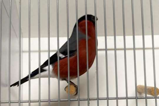 grootste europese cultuurvogelshow van nederland