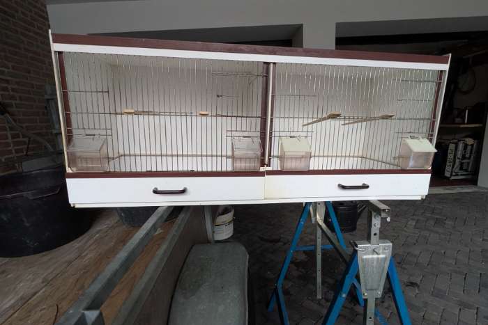 broedkooien kleur kanaries