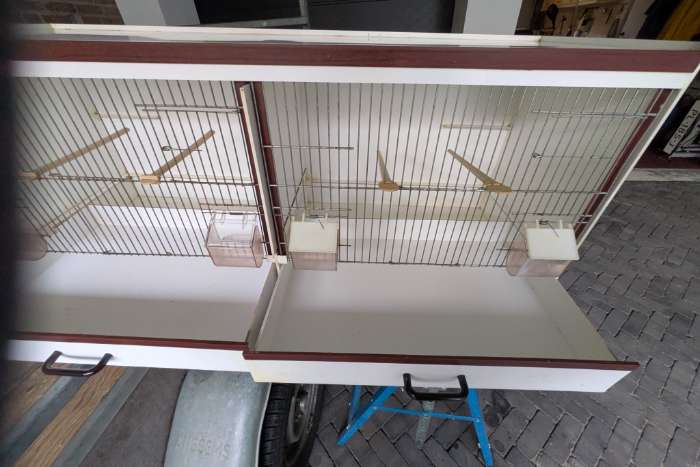 broedkooien kleur kanaries