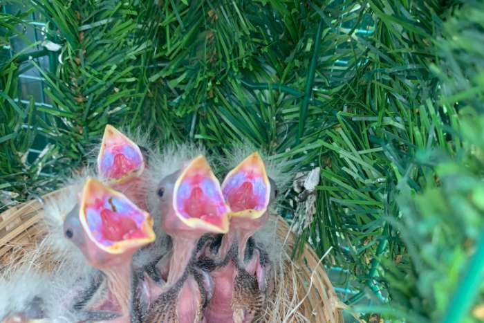 europese appelvinken