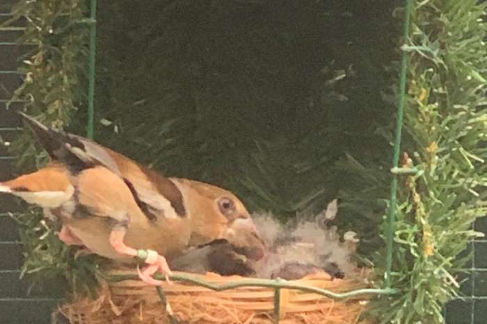 europese appelvinken