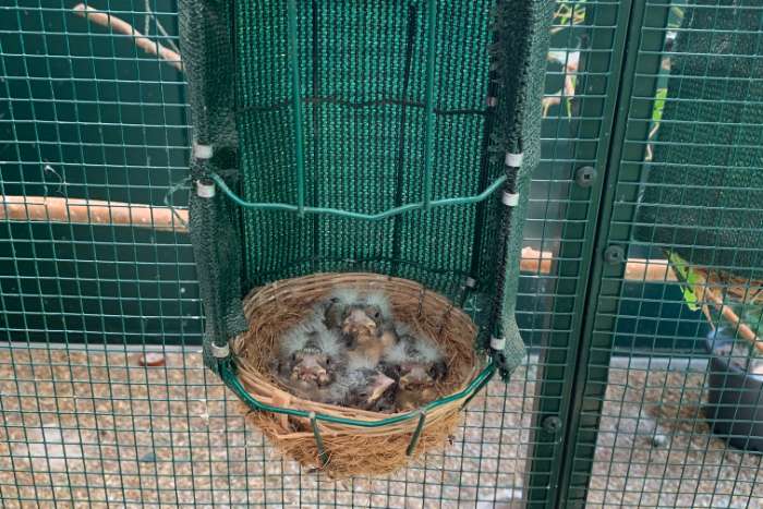 europese appelvinken