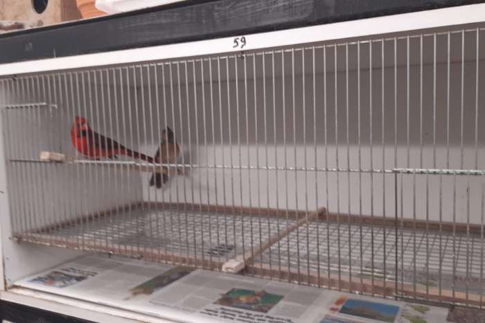 mooi koppel rode kardinalen 2025