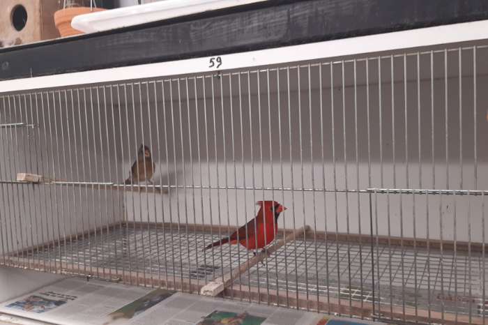 mooi koppel rode kardinalen 2025