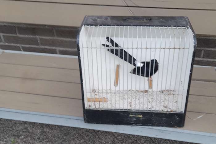 1+0 shama lijster van 2025