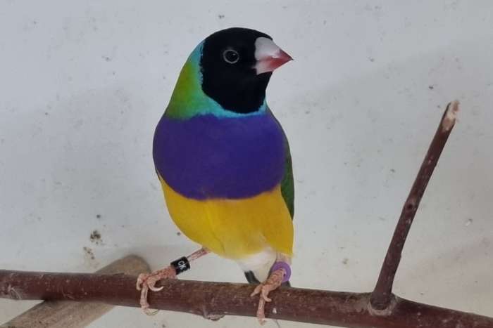 gouldamadines en bandvinken