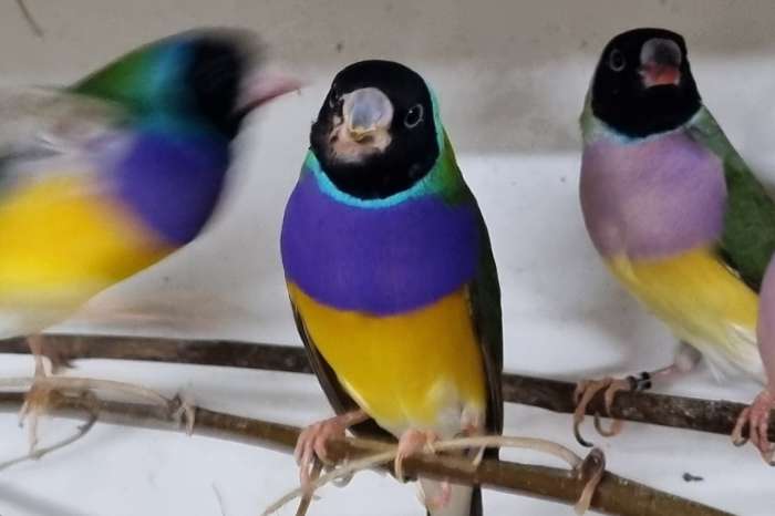 gouldamadines en bandvinken