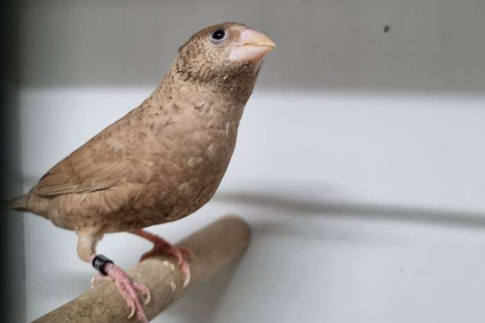 gouldamadines en bandvinken