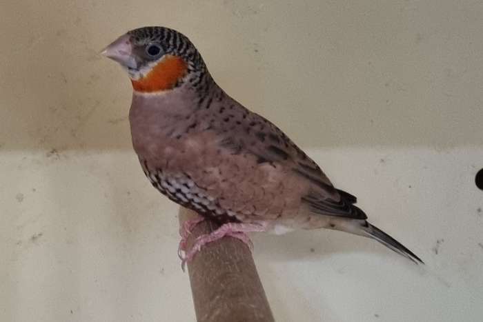 gouldamadines en bandvinken