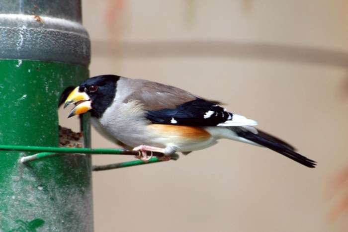 chinese appelvink pop ruilen tegen man