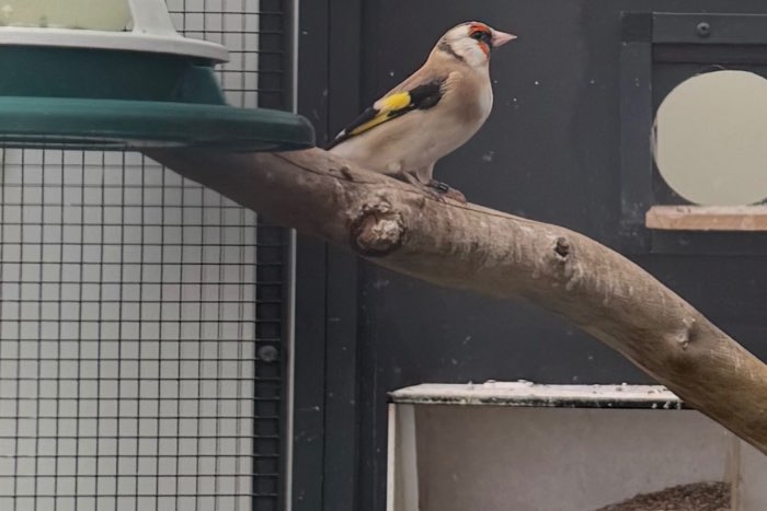 majoor putter pop wildkleur