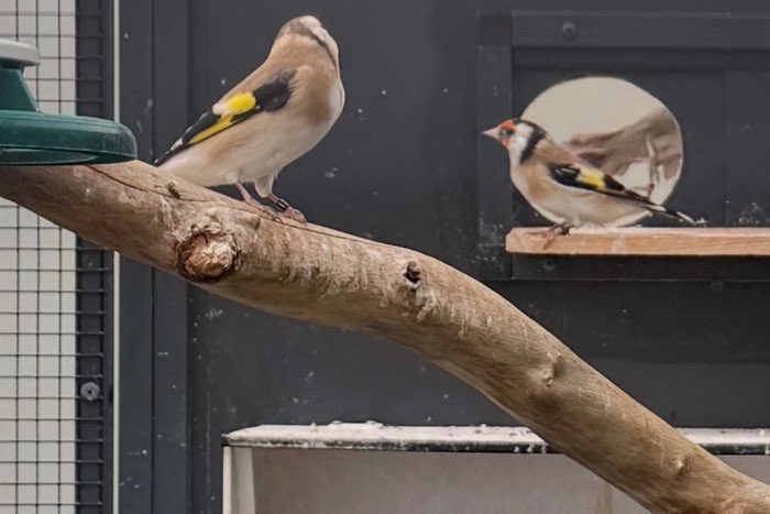 majoor putter pop wildkleur