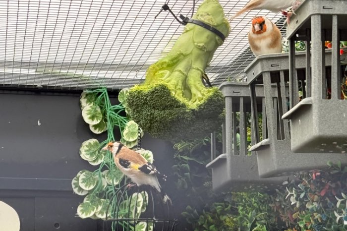 majoor putter pop wildkleur