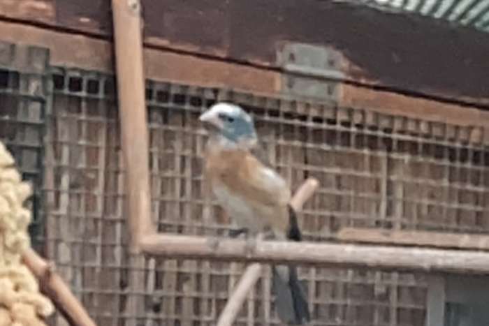 bonte lazulivink man, passerina amoena.